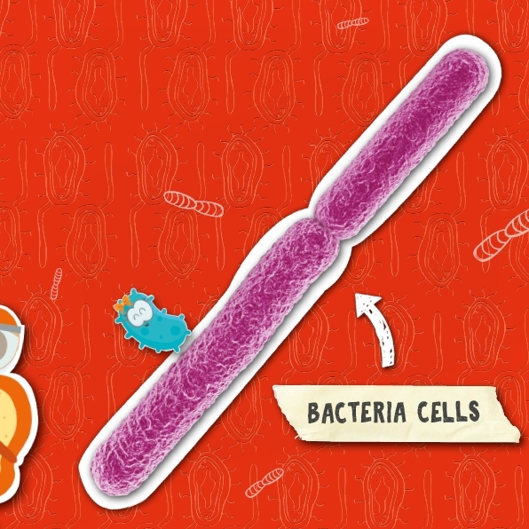 INSIDE THE HUMAN BODY Some bacteria live inside your body in places such as - photo 13