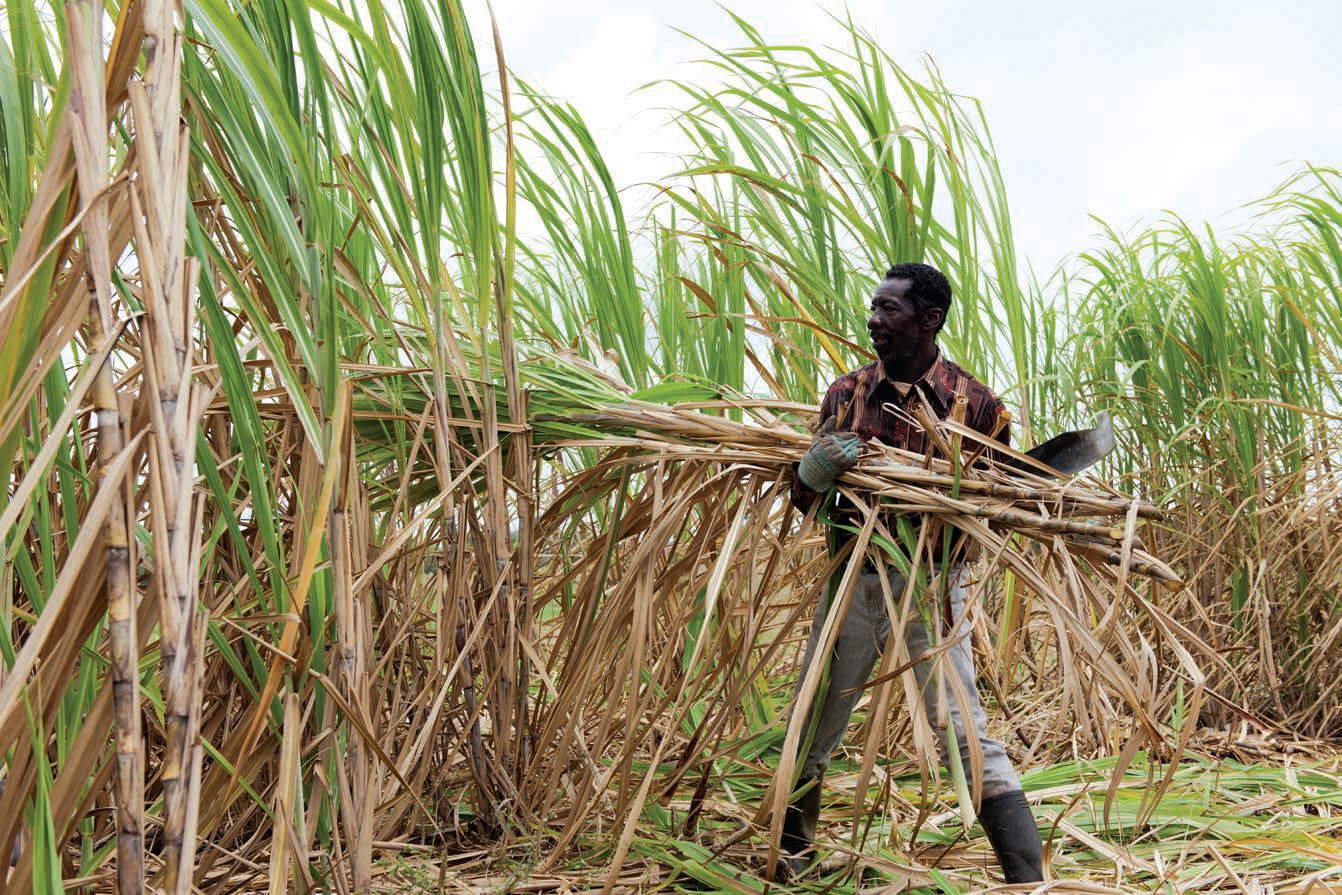 Today Barbadian farmers still harvest sugarcane but not as much as was once - photo 4