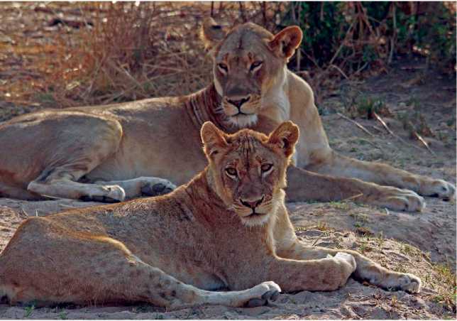 Lions rest in the shade at South Luangwa National Park in Zambia Zambia - photo 5