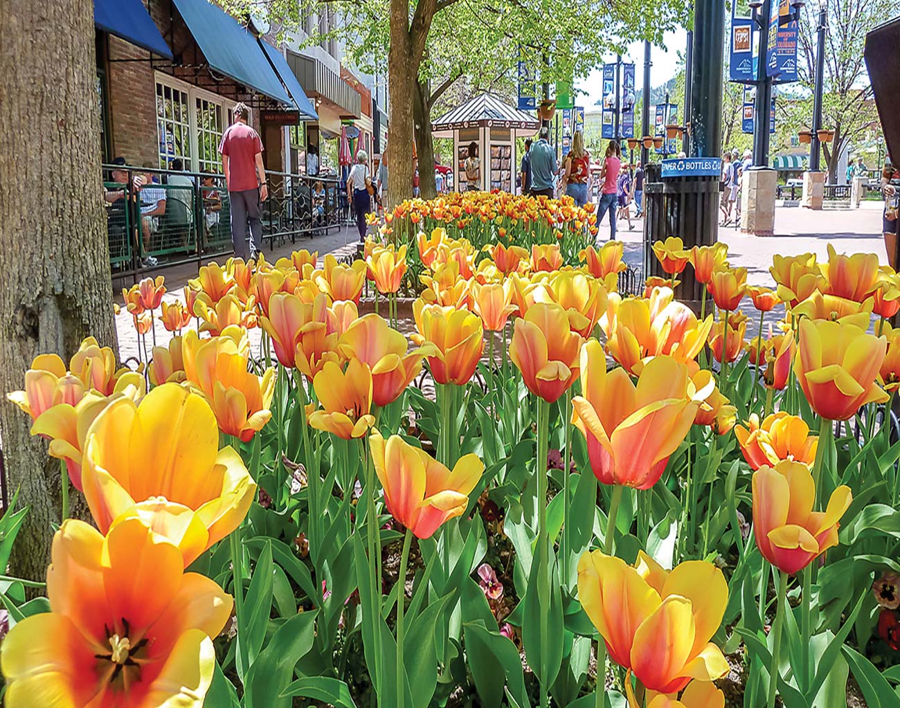 tulips at Boulders Pearl Street Mall History Colorado Center in Denver - photo 5