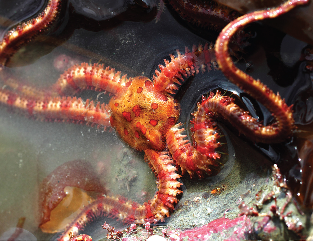 A brittle star snakes over seaweed during an extreme low tide at Scott Island - photo 16