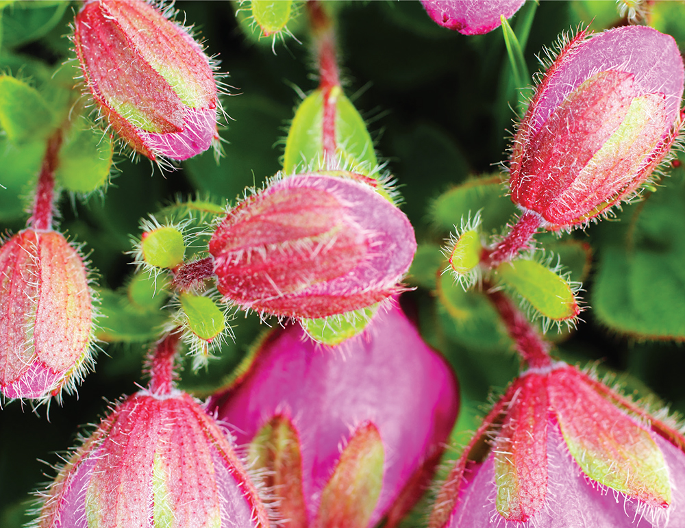 Spring bursts into bloom with Kamchatka rhododendrons on the tundra cliffs - photo 19