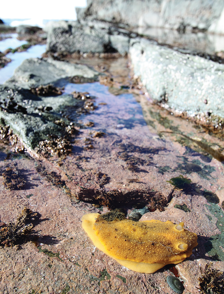 A Monterey dorid a shelless creature related to snails glides through a tide - photo 21