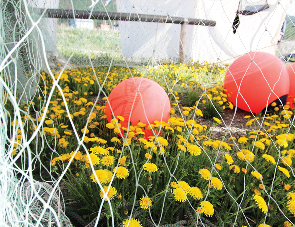 A field of dandelions blooms beneath setnets hung for repair on Chisik Island - photo 23