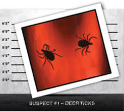 Image Credt Shutterstockcom Eric identified these deer ticks AKA - photo 3