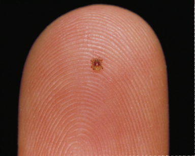 Scott Camazine Deer ticks are very tiny As is usual with Lyme disease - photo 6