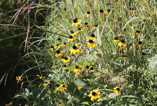 Flowers and native grasses line a path on the Curtis Prairie trail Several - photo 5