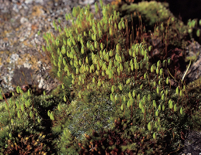 Michael Chinery Tiny mosses seen here covered with pear-shaped spore - photo 5