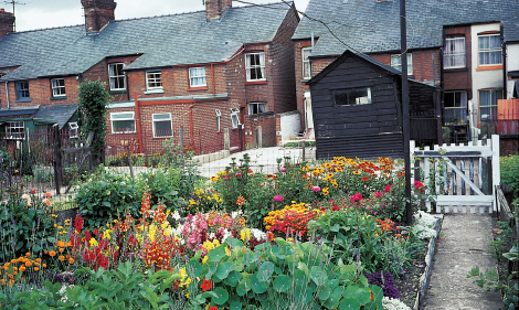 Michael Chinery Even the smallest of backyards can be a riot of colour - photo 4