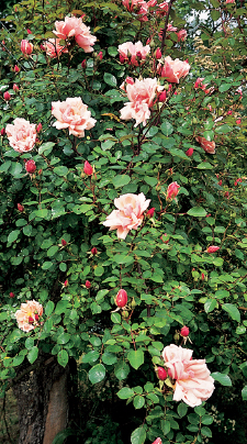 Michael Chinery A single climbing rose can feed a huge number of insects - photo 8