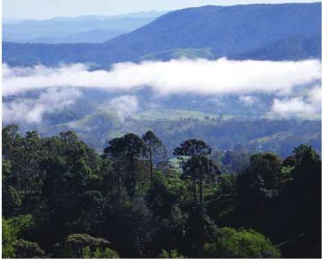 The Blackall Range with bunya trees in the foreground This is Dalla country - photo 8