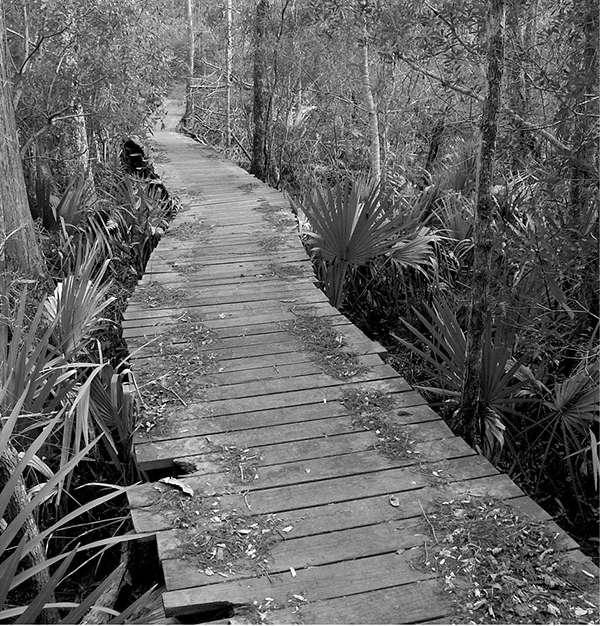 This boardwalk in Croatan National Forest lifts the Neusiok Trail through - photo 5