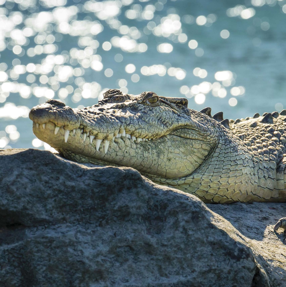 When they arent swimming crocodiles like to warm up in the sun A DEADLY DIET - photo 5