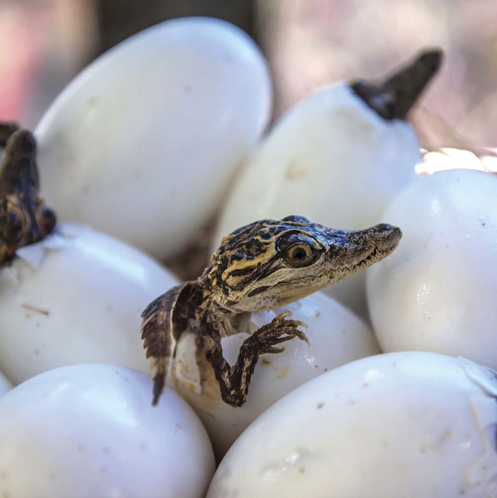 Baby crocodiles are called hatchlings STRIPES AND SPOTS For the first few - photo 7