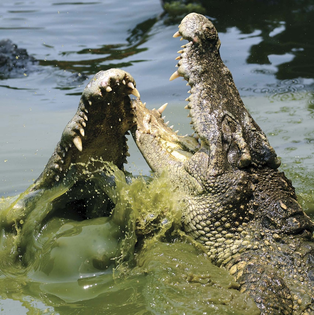 Male crocodiles will fight one another for food mates and places to live - photo 9