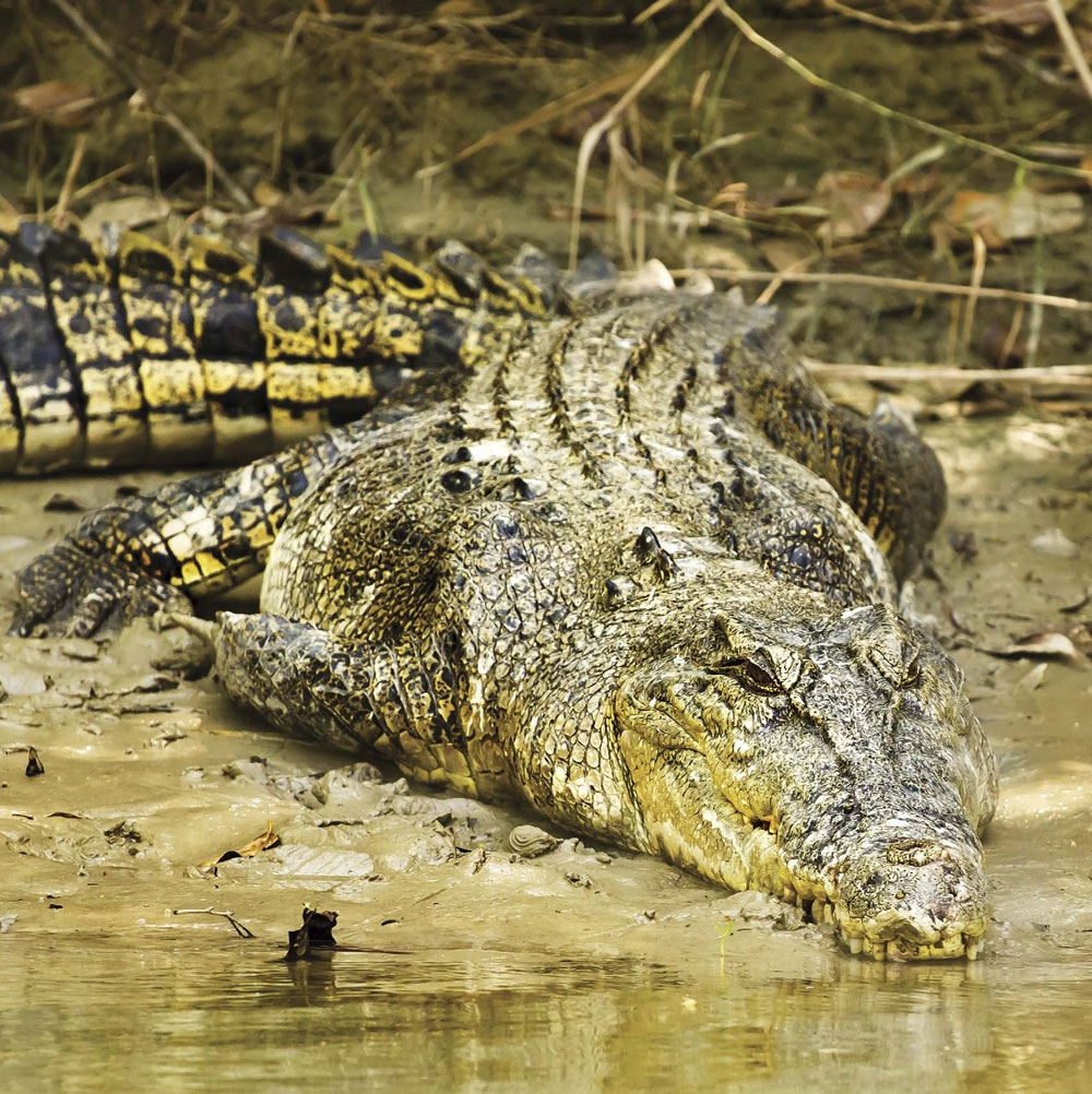 Saltwater crocodiles are nicknamed salties COOL CROCODILIANS Saltwater - photo 2