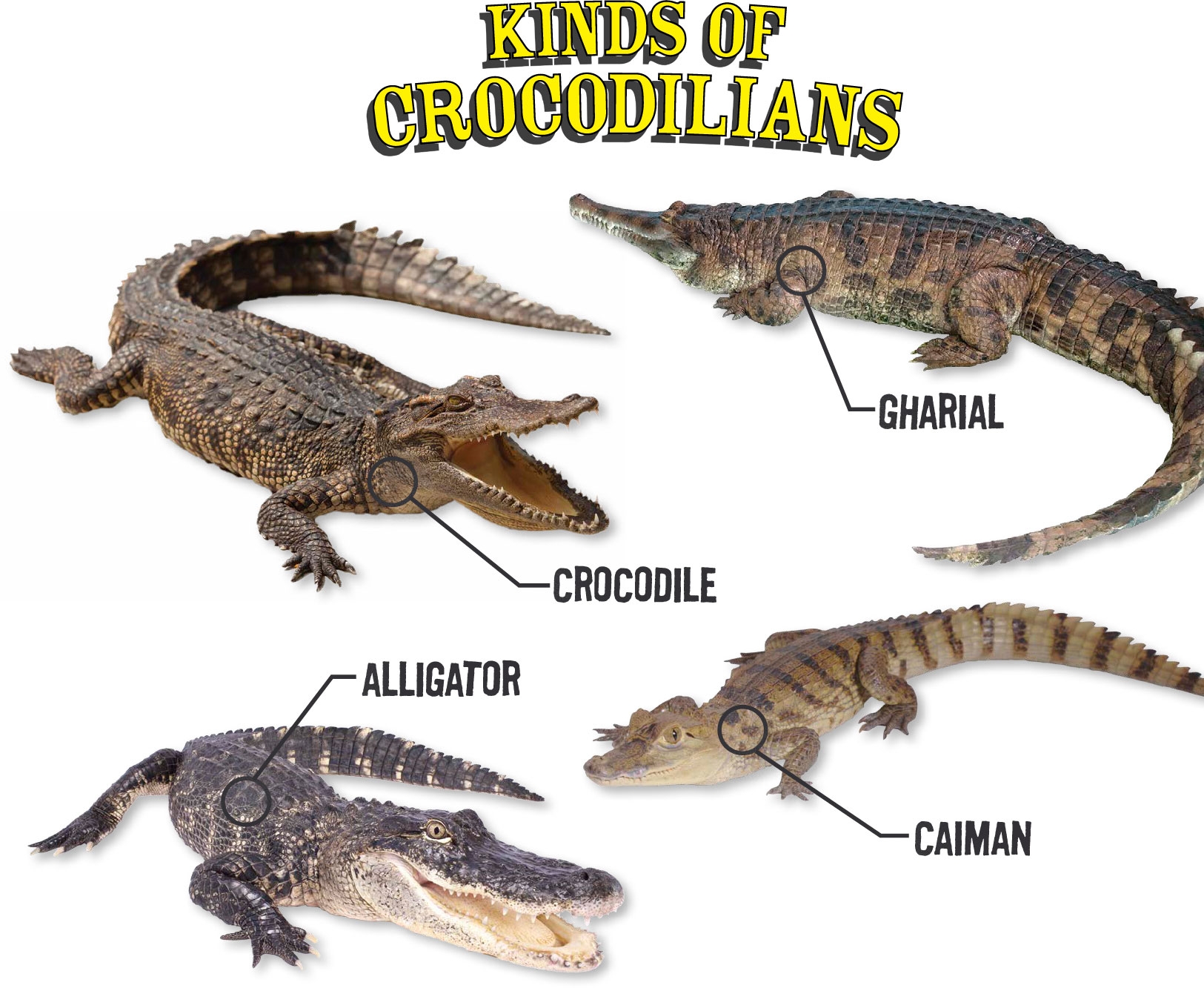 Saltwater crocodiles are the largest crocodilians and Cuviers dwarf caiman are - photo 3