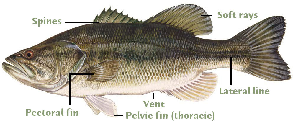 To identify fish you will need to know a few basic terms that apply to fins - photo 4