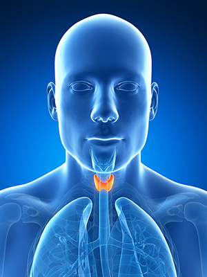 The thyroid gland doesnt get as much attention as other parts of the endocrine - photo 2