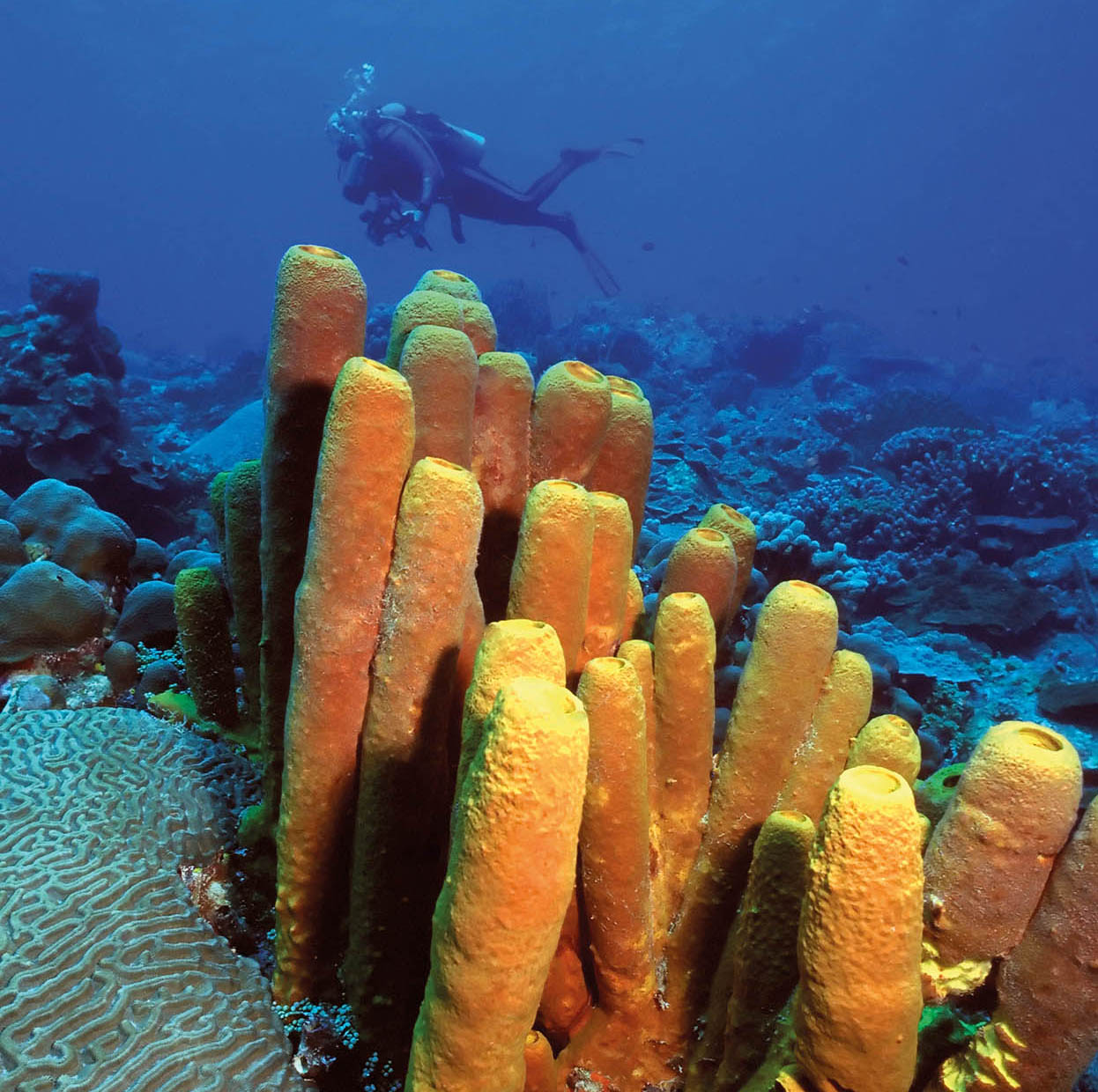 Top Attraction 2 iStock The Grenadines Snorkelling and diving here is second - photo 5