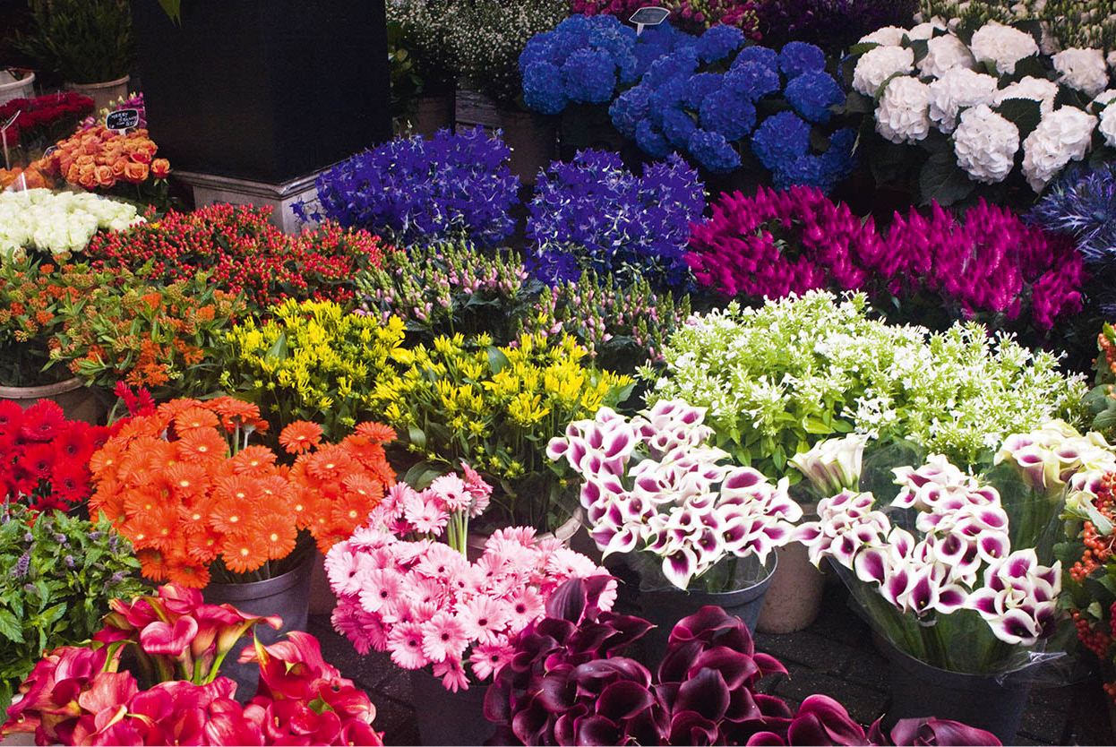 Top Attraction 7 Greg GladmanApa Publications Bloemenmarkt Colourful flowers - photo 11
