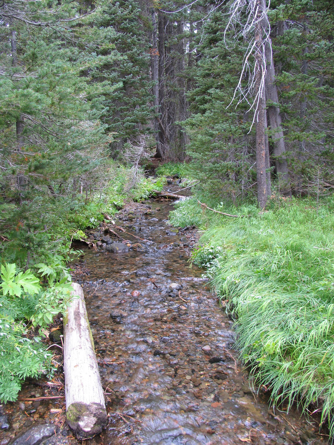 The PCT crosses Dutton Creek on the way to the Crater Lake Rim - photo 4