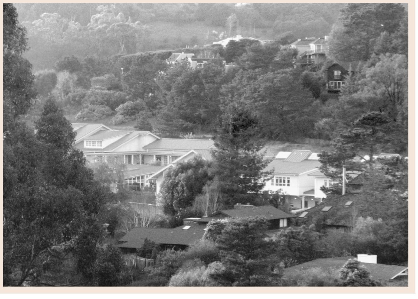 Dairy cows covered the beautiful rolling hills of the Tiburon peninsula for - photo 10