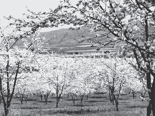View across the Santa Clara Valley at Blossom Time Back in time when the - photo 5