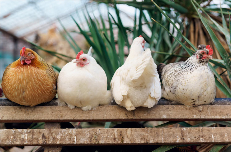 The rich variety of chicken breeds means there is something for every keeper - photo 6