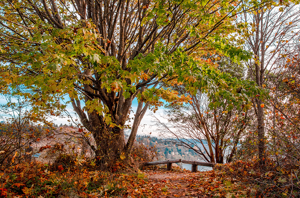 DAVID TONELSON SHUTTERSTOCK Seattles Top Experiences Shrine to Seattle - photo 12