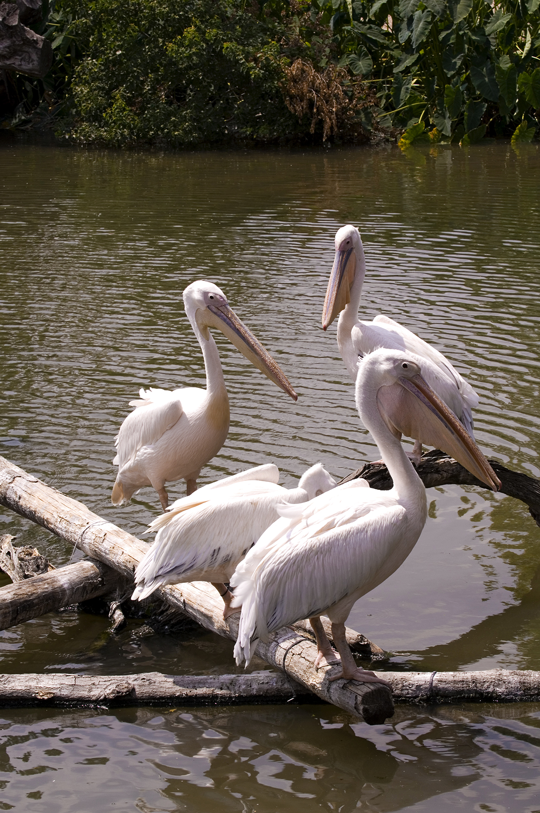 KIT LEONGSHUTTERSTOCK New Orleans Top Experiences J NORMAN - photo 11