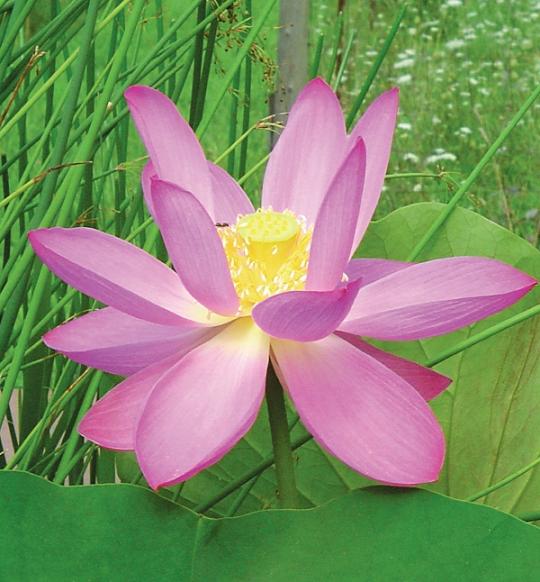 Water lotus is not only an outstanding ornamental but also an important root - photo 4