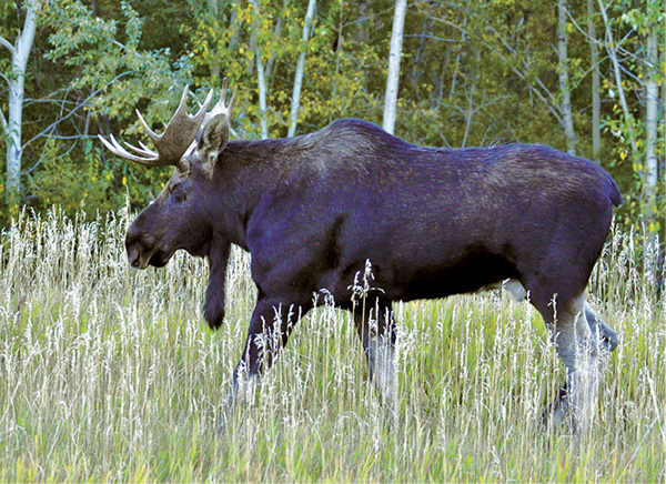 The flap of skin below a mooses chin is called the bell or dewlap and is more - photo 5