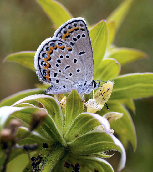 Karner blue butterfly Acknowledgments In 1967 I began writing a weekly column - photo 4