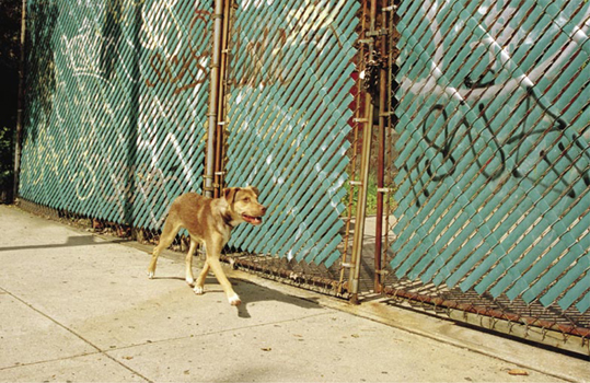 A ny instincts or cunning that might have sustained this dog in a suburban or - photo 4