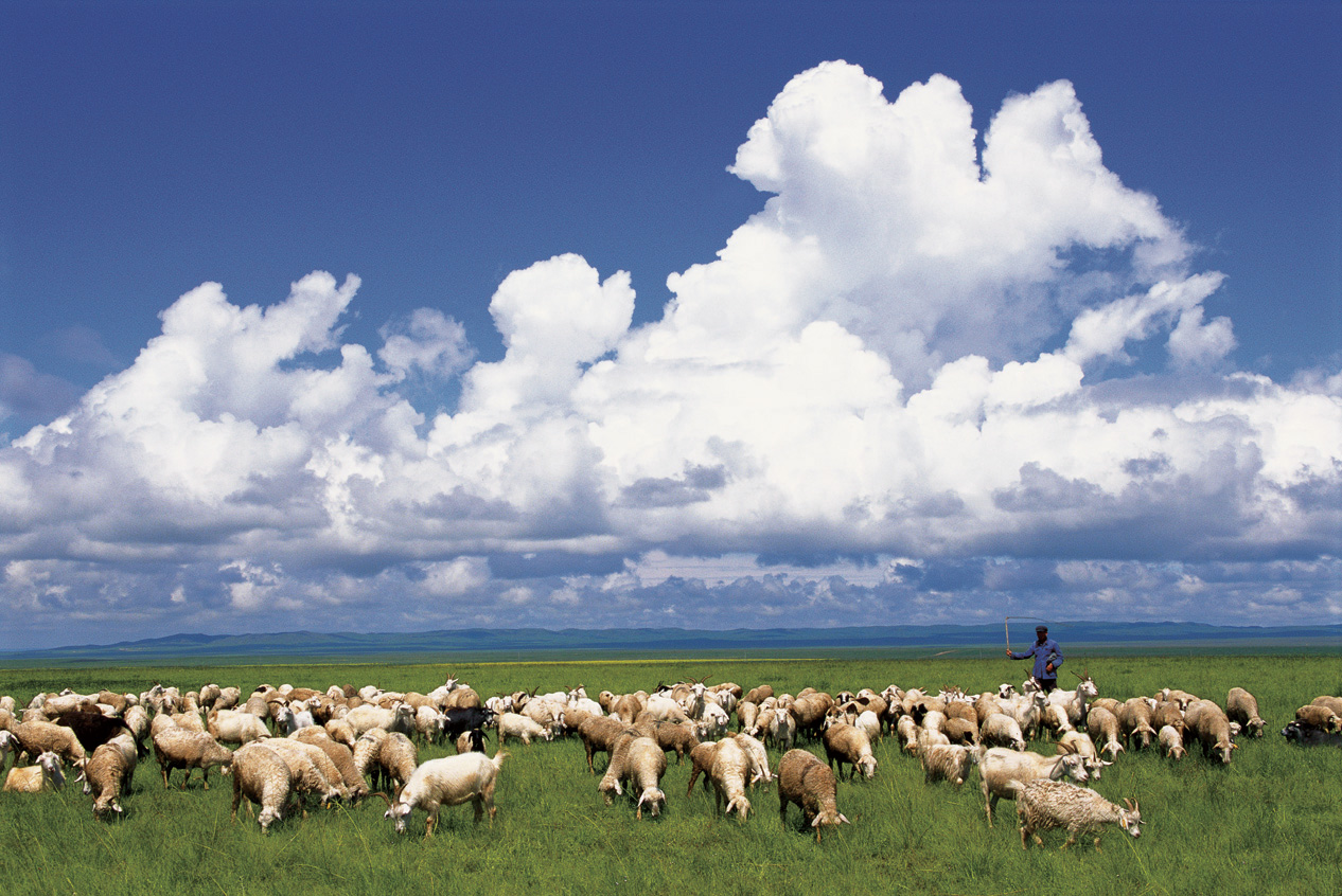 Flocks of sheep and cows roaming on grasslands are like white clouds floating - photo 8