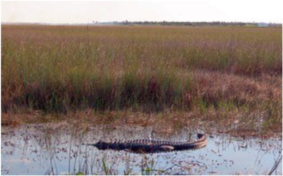 The Everglades includes varied habitats but sawgrass prairie dotted with tree - photo 1