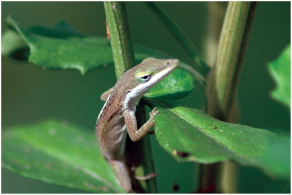 ANNE E AKE The green anole Anolis carolinensis is often mistakenly called a - photo 2