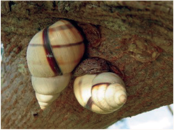 KEVIN CHRISTMAN Liguus tree snails Liguus fasciatus the little gems of the - photo 3