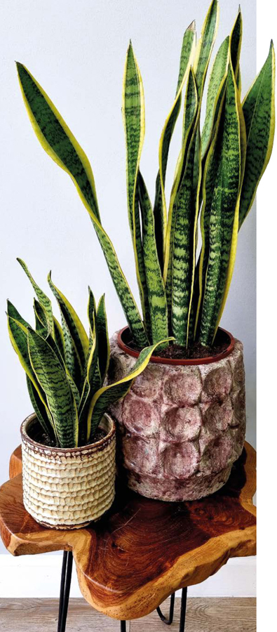 Dracaena trifasciata snake plant Introduction With a little bit of time - photo 6