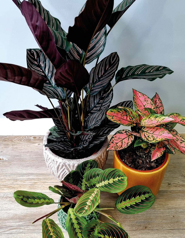 Two prayer plants and a Chinese evergreen clockwise from top Calathea - photo 8