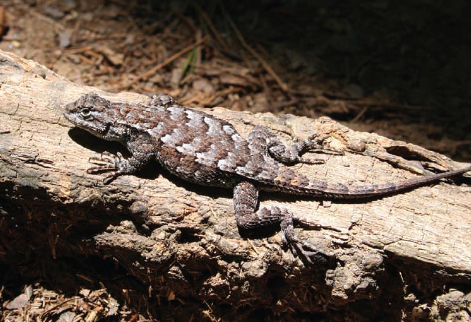 AN EASTERN FENCE LIZARD SUNBATHES BESIDE THE TRAIL AT LATTA PLANTATION - photo 6