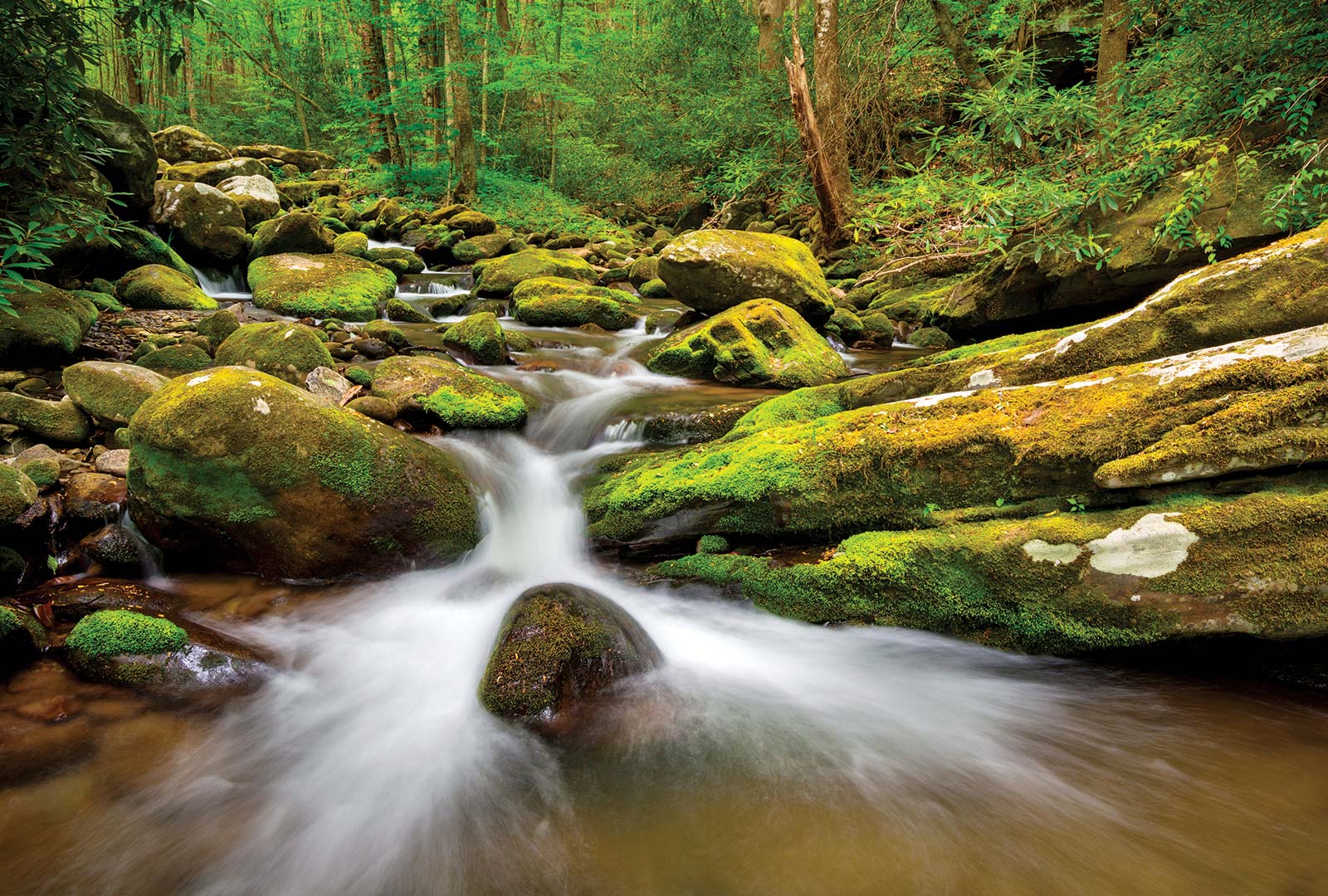 Roaring Fork Auto Nature Trail in Great Smoky Mountains National Park My first - photo 8