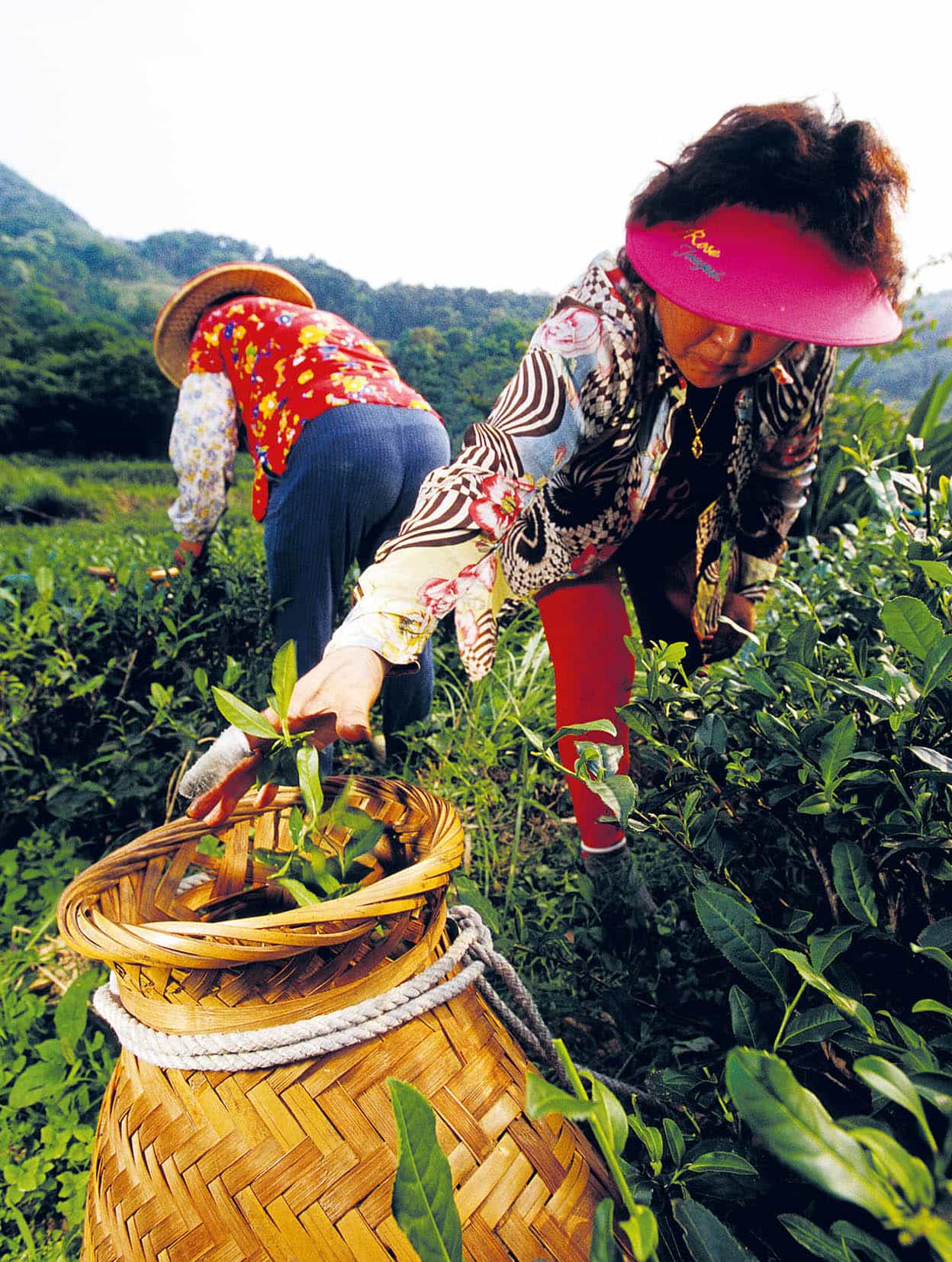 Muzha Tea Plantations In a steep hill valley in Taipeis southeast corner - photo 10