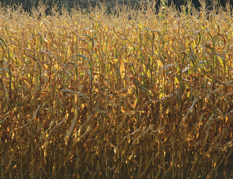 Orange or brown What color are the cornstalks Theyre brown Orange - photo 9