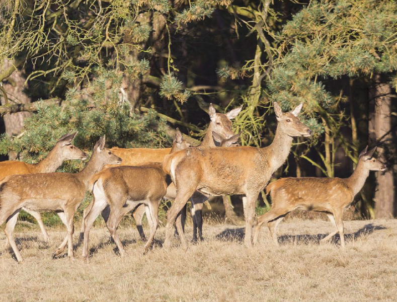 Orange or brown What color are the deer Theyre brown Orange or - photo 15