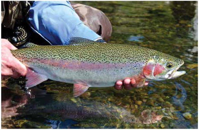 Gallatin River rainbow trout In The Living River Charles Brooks describes the - photo 1