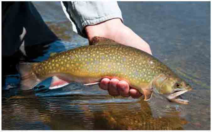 The Yellowstone Fly-Fishing Guide New and Revised - image 13