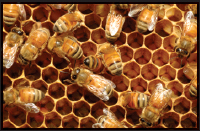 Image Credit Shutterstockcom hive Image Credit Shutterstockcom nectar - photo 2