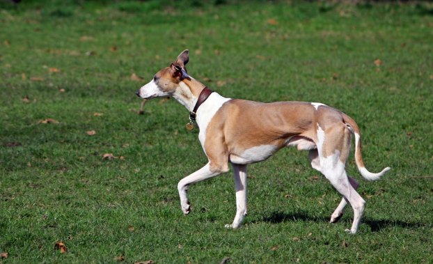 G eneral Information Dog Name Whippet Dog breed Group Hound dogs Size - photo 11